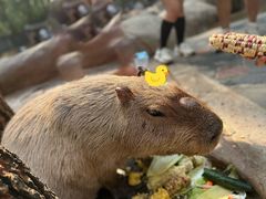 -北京野生动物园