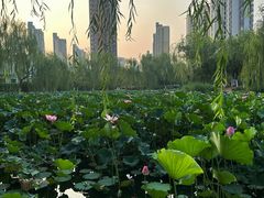 -南翠屏公园