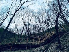 -大岭沟猕猴桃谷风景区