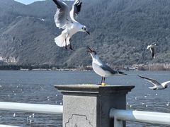 -海埂大坝