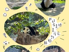 -都江堰中华大熊猫苑