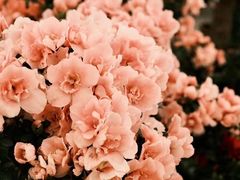 -双季花艺园艺市场(浦东店)