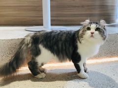 -瞄一喵猫咖(格力海岸店)