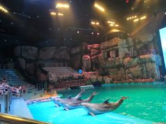 -芜湖新华联大白鲸海洋公园