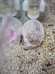 -神奇动物撸宠馆·羊驼·小浣熊·异宠(豫园店)