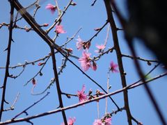 -金鸡山公园