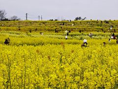 -三圣花乡旅游区