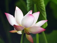 -百岁鱼(七一路店)