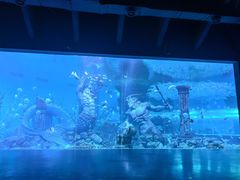 -哈尔滨波塞冬海底世界