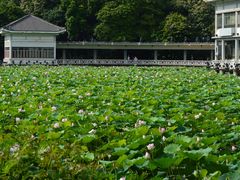 -荔湾湖公园