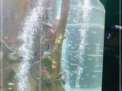 -合肥海洋世界