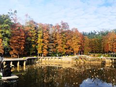 -深圳仙湖植物园
