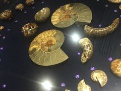 -青岛贝壳博物馆