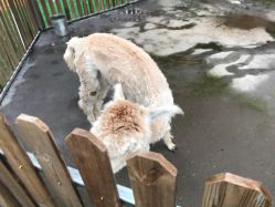 -萌宠亲子动物乐园(槐房万达店)