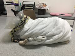 -达爱动物医院·犬猫分区·CT·复杂眼科(远洋山水分院)