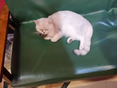 -猫色咖啡·猫咖