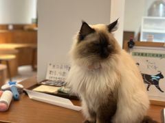 -有猫主题·治愈系猫咖(曾厝垵店)