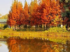 -白鹭湾湿地公园