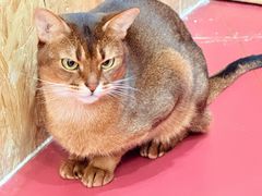 -和它·交个朋友·狗咖猫咖(爱琴海店)