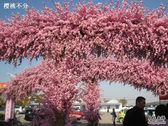 -南汇桃花村