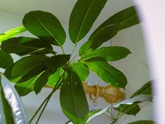 -海铺·渔家虾水饺(皇姑店)