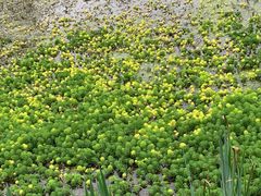 -桤木河湿地公园