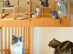 -Catmate·猫肥家润(金润铂宫店)