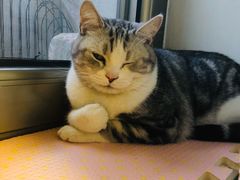 -平行世界·猫咖(首经贸店)