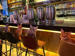 -Famous肥猫墨西哥音乐餐吧(五棵松华熙LIVE店)