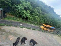 -大连森林动物园