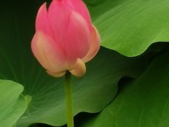 -莲池书院博物馆