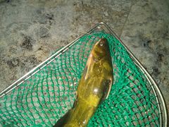 -荣德灶台鱼(圣泉寺店)