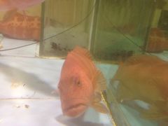 -旺顺阁海鲜广场(亚运村店)