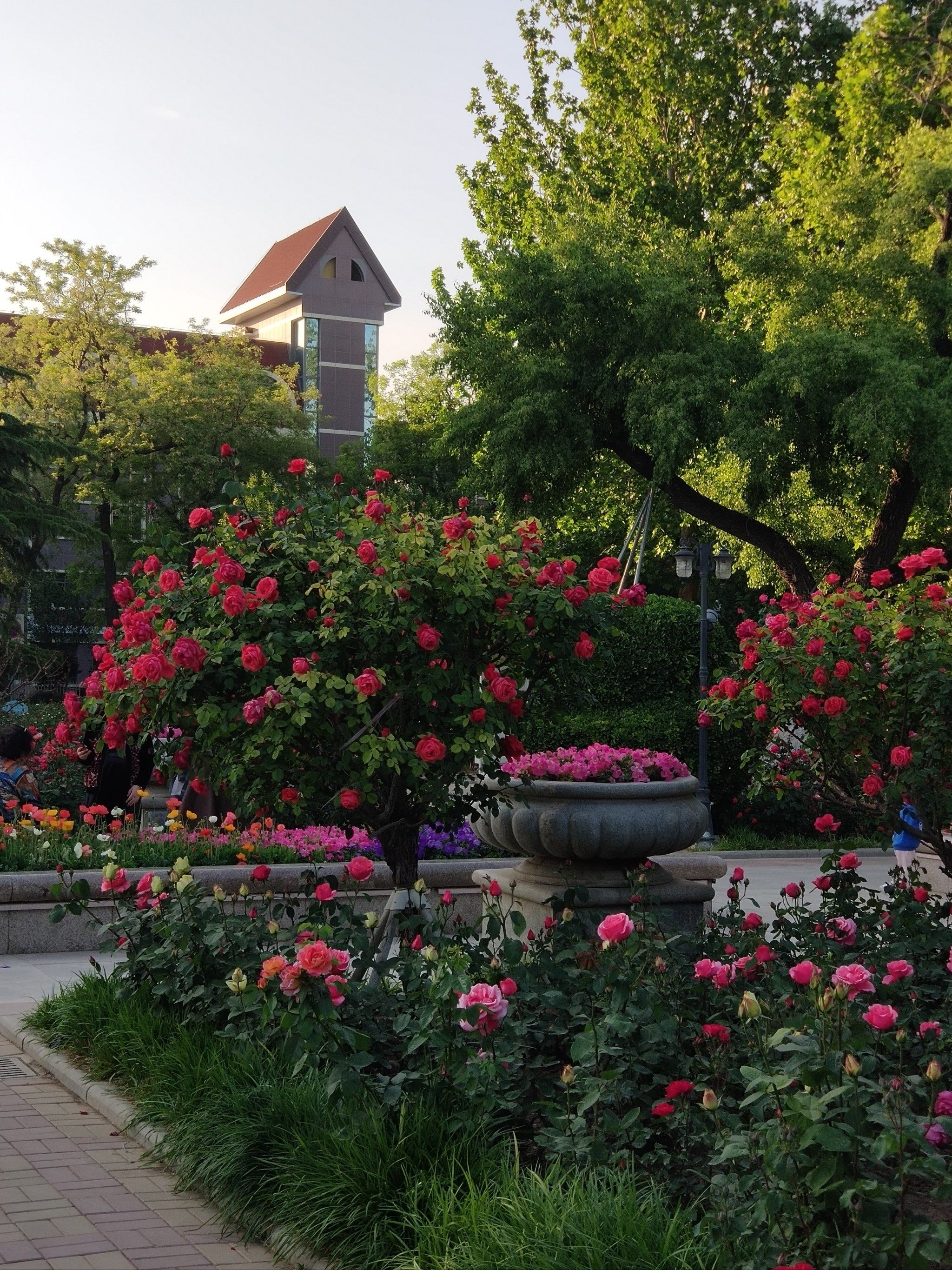 玫瑰园的秘密角落