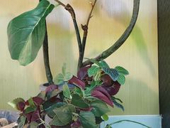 -霸王茶姬(北京路汇嘉店)