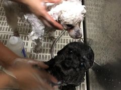 -北京观赏动物医院·24小时大型综合·猫专科·异宠专科