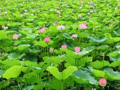-荔湾湖公园