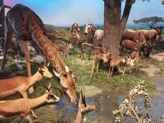 -国家自然博物馆