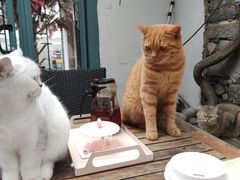 -喵屿·大理花园猫咖