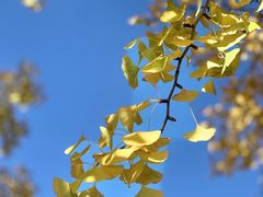 -三里屯东五街银杏大道