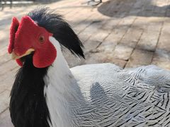 -银树楼(紫玉山庄东区店)