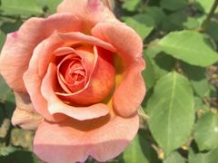 -都江堰玫瑰花溪谷