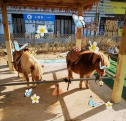 -萌宠亲子动物乐园(槐房万达店)