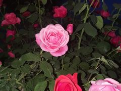 -咸阳湖景区-统一广场