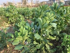 -田园东方蜜桃村的田野营地