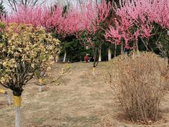 -东升八家郊野公园