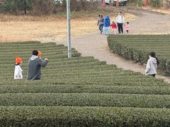 -雪绿茶博物馆