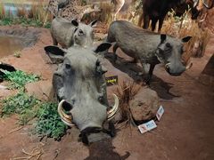 -陕西自然博物馆