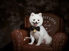 -超宠爱宠物摄影-Super pet