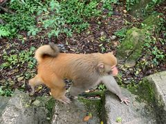 -黔灵山公园